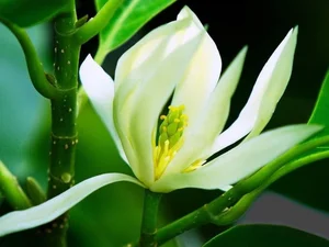 Choosing the Right Indoor Plants to Attract Positive Energy and Good Fortune - image 6