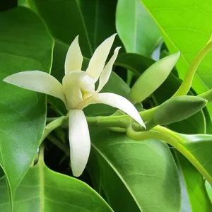Choosing the Right Indoor Plants to Attract Positive Energy and Good Fortune - image 2