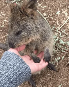 Meet the Quokka: The World's Happiest Animal That Just Loves to Smile - image 3
