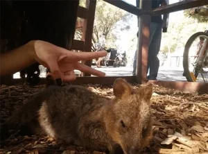 Meet the Quokka: The World's Happiest Animal That Just Loves to Smile - image 2
