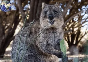 Meet the Quokka: The World's Happiest Animal That Just Loves to Smile - image 1