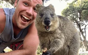 Meet the Quokka: The World's Happiest Animal That Just Loves to Smile - image 0