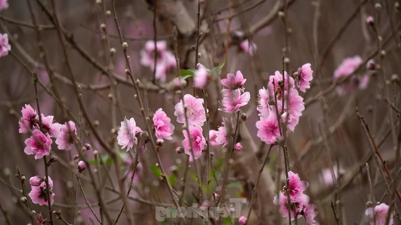 Nhat Tan Peach Blossoms Bloom in Hanoi: High Prices Can't Deter Tet Shoppers