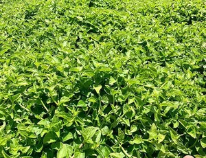 From Countryside to City: Why Rustic Vegetables Are Selling Out Rapidly - image 8