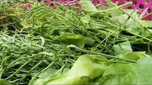 From Countryside to City: Why Rustic Vegetables Are Selling Out Rapidly - image 1