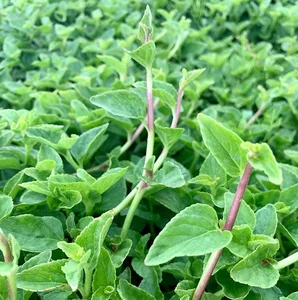 From Countryside to City: Why Rustic Vegetables Are Selling Out Rapidly - image 0