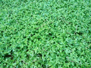 From Countryside to City: Why Rustic Vegetables Are Selling Out Rapidly - image 6