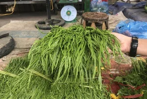 From Countryside to City: Why Rustic Vegetables Are Selling Out Rapidly - image 5
