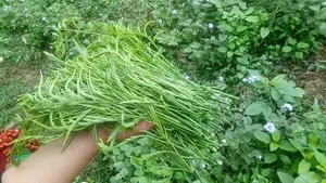 From Countryside to City: Why Rustic Vegetables Are Selling Out Rapidly - image 2