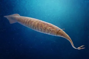 Uncovering the Most Mysterious and Bizarre Fossilized Creatures Ever Found - image 3