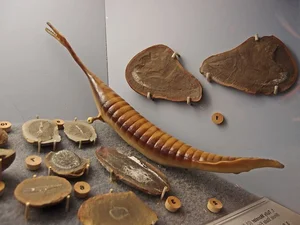 Uncovering the Most Mysterious and Bizarre Fossilized Creatures Ever Found - image 5