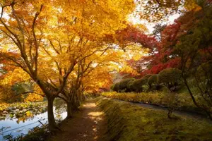 Fukushima: Immerse in Japan's Golden Autumn Splendor, Wander Through Enchanting Fall Landscapes - image 0