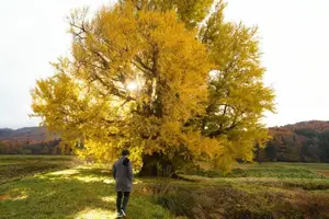Fukushima: Immerse in Japan's Golden Autumn Splendor, Wander Through Enchanting Fall Landscapes - image 3