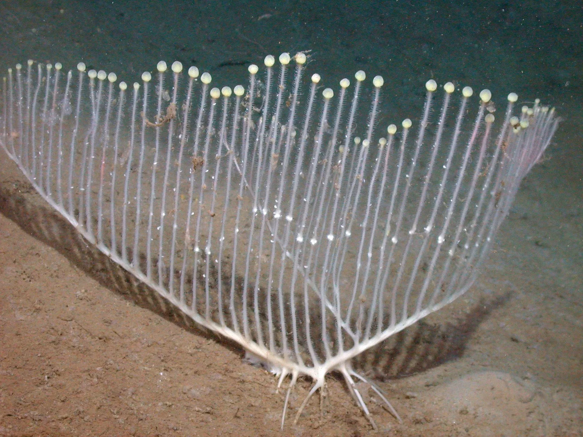 Top New Fascinating Animals: Discover Unique Wildlife from Nature