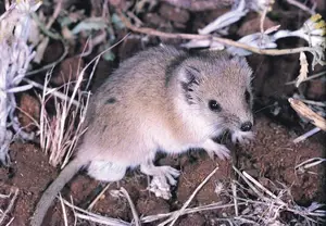 Top New Fascinating Animals: Discover Unique Wildlife from Nature - image 1