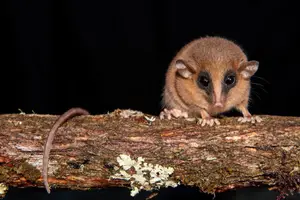 Top New Fascinating Animals: Discover Unique Wildlife from Nature - image 2