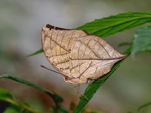 The Master of Disguise: Discovering Vietnam’s Dead Leaf Butterfly - image 7