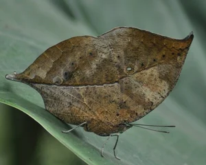 The Master of Disguise: Discovering Vietnam’s Dead Leaf Butterfly - image 5