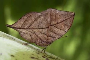 The Master of Disguise: Discovering Vietnam’s Dead Leaf Butterfly - image 0