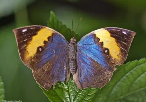 The Master of Disguise: Discovering Vietnam’s Dead Leaf Butterfly - image 6