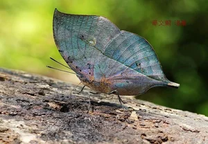 The Master of Disguise: Discovering Vietnam’s Dead Leaf Butterfly - image 4