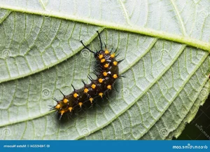 The Master of Disguise: Discovering Vietnam’s Dead Leaf Butterfly - image 1