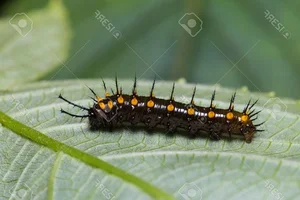 The Master of Disguise: Discovering Vietnam’s Dead Leaf Butterfly - image 3