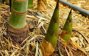 Surprising Wild Plants That Are Making Farmers Rich Today - image 11