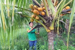 From Arid Land to Green Paradise: The Success of The Moshav Farm’s Sustainable Agriculture - image 12