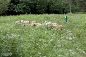 From Arid Land to Green Paradise: The Success of The Moshav Farm’s Sustainable Agriculture - image 7