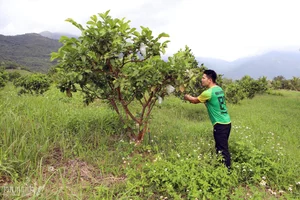 From Arid Land to Green Paradise: The Success of The Moshav Farm’s Sustainable Agriculture - image 13