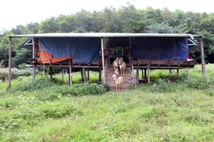 From Arid Land to Green Paradise: The Success of The Moshav Farm’s Sustainable Agriculture - image 15