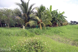 From Arid Land to Green Paradise: The Success of The Moshav Farm’s Sustainable Agriculture - image 6