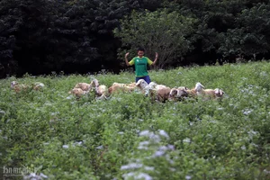 From Arid Land to Green Paradise: The Success of The Moshav Farm’s Sustainable Agriculture - image 10
