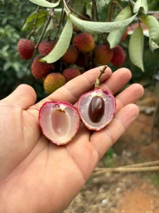 The Extraordinary Ancient Lychee Tree of D'ran Mountain Hamlet - image 8
