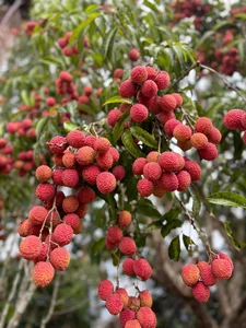 The Extraordinary Ancient Lychee Tree of D'ran Mountain Hamlet - image 7