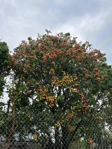 The Extraordinary Ancient Lychee Tree of D'ran Mountain Hamlet - image 2