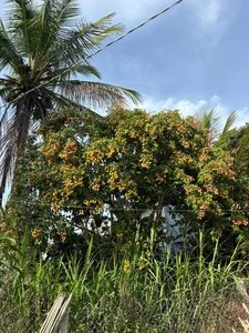The Extraordinary Ancient Lychee Tree of D'ran Mountain Hamlet - image 9
