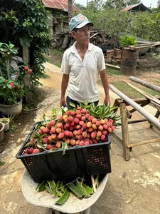 The Extraordinary Ancient Lychee Tree of D'ran Mountain Hamlet - image 0