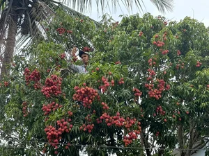 The Extraordinary Ancient Lychee Tree of D'ran Mountain Hamlet - image 5