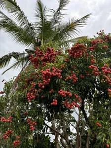 The Extraordinary Ancient Lychee Tree of D'ran Mountain Hamlet - image 3