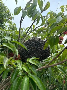 The Extraordinary Ancient Lychee Tree of D'ran Mountain Hamlet - image 4