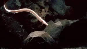 Scientific Community Stunned as Rare Creature Once Thought Mythical is Spotted in the Wild - image 1