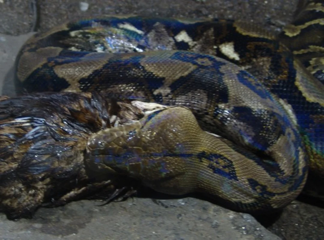 Shocking Discovery: Mysterious 'Beast' Sneaks Into Chicken Coop for Unbelievable Act