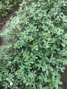 Incredible Wild Vegetables with Ginseng Like Benefits in Vietnamese Markets - image 1