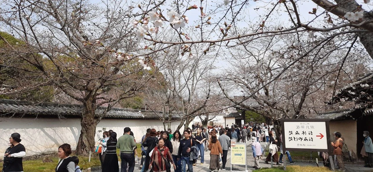 Experience the Magic of Cherry Blossom Season in Japan: A Visual Journey