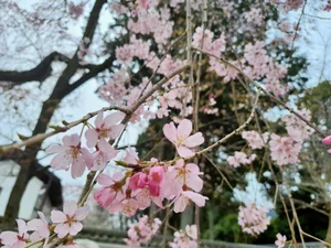 Experience the Magic of Cherry Blossom Season in Japan: A Visual Journey - image 1