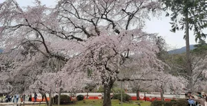 Experience the Magic of Cherry Blossom Season in Japan: A Visual Journey - image 6