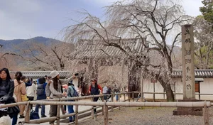 Experience the Magic of Cherry Blossom Season in Japan: A Visual Journey - image 0