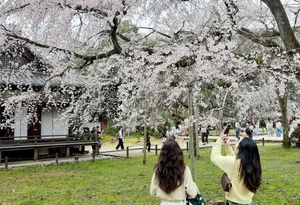 Experience the Magic of Cherry Blossom Season in Japan: A Visual Journey - image 4